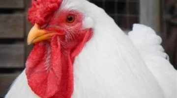 تحديثات بورصة الدواجن.. أسعار الفراخ البيضاء والبلدي والبانية في الأسواق المصرية بمستهل التعاملات